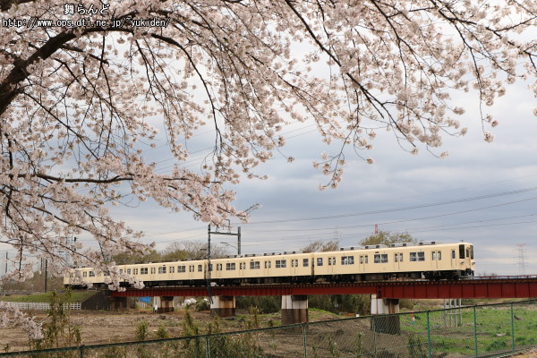 高麗川橋梁を渡る81111Fと桜
