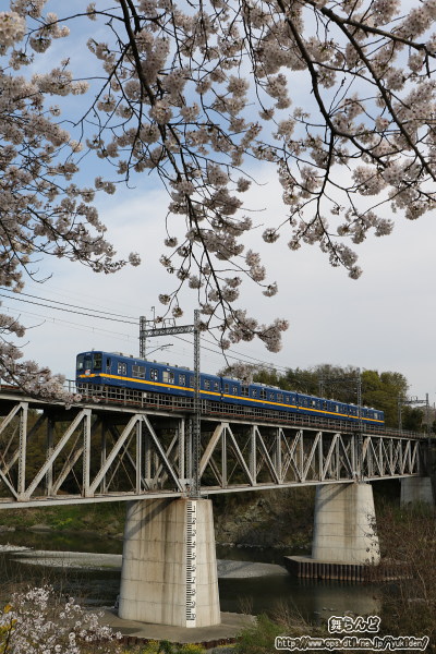 桜咲く荒川橋梁を渡る8198F