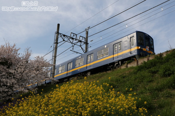桜と菜の花と8198F