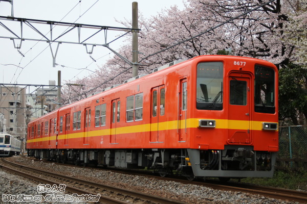 桜並木の脇を行く8577F