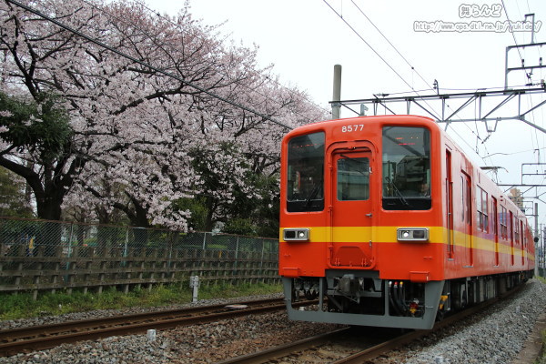 桜並木と8577F