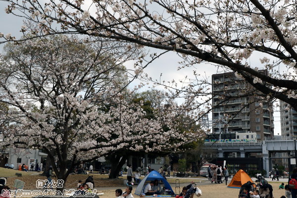 花見客で賑わう隅田公園と送込み回送3回目のスカイツリートレイン