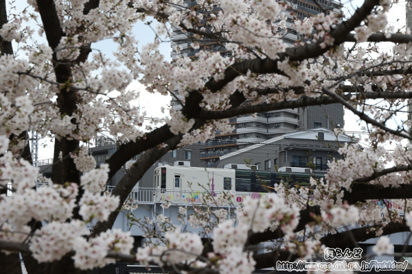 桜の合間から撮影したサクラトレイン（3回目／その1）