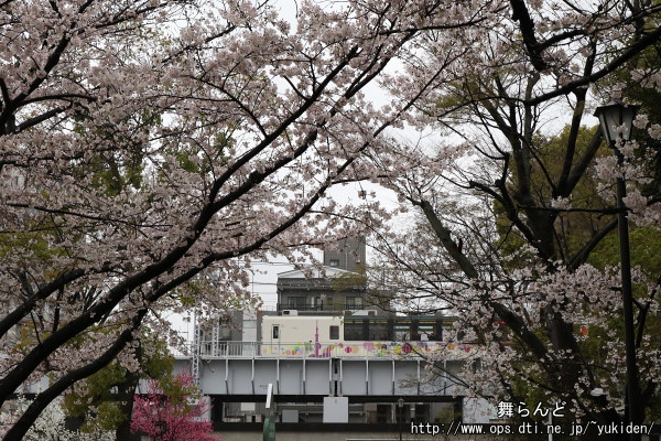 雨の為に花見客が居ない隅田公園の満開の桜とサクラトレイン（サクラトレイン1回目　3/25）