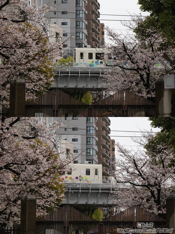 満開の桜と回送中のスカイツリートレイン（送込み回送2回目　3/25）