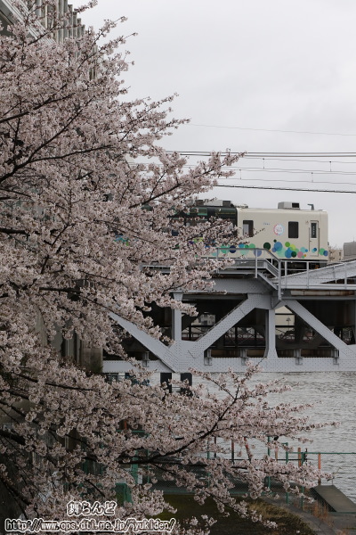 満開の桜から姿を見せた回送中のスカイツリートレイン（送込み回送3回目　3/25）