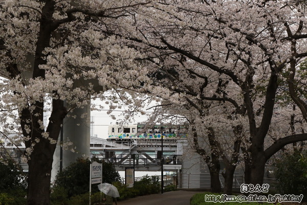 隅田川橋梁を渡り始めたスカイツリートレインと桜と「すみだがわ」河川銘板（送込み回送1回目　3/28）