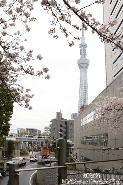 送り込む回送中のスカイツリートレインと東京スカイツリーと桜（送込み回送3回目　3/28）