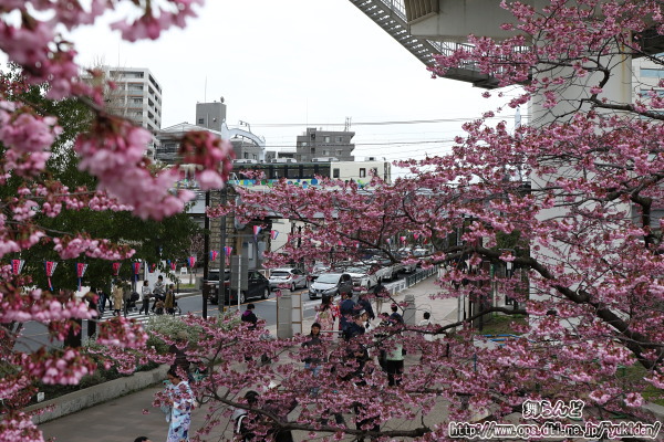 見頃を迎えた桜「みやび」をサクラトレイン送込み回送