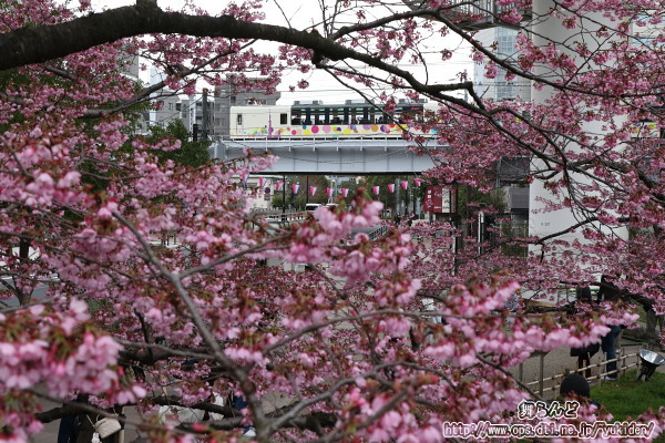 サクラトレインと桜（みやび）