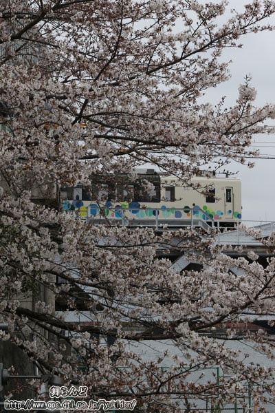 1回目の送込み回送をされるサクラトレインと桜