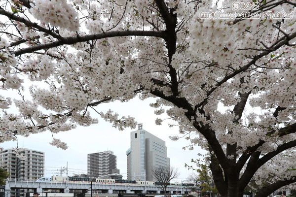 サクラトレインとスペーシアXと桜