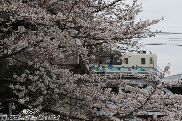 桜とサクラトレイン