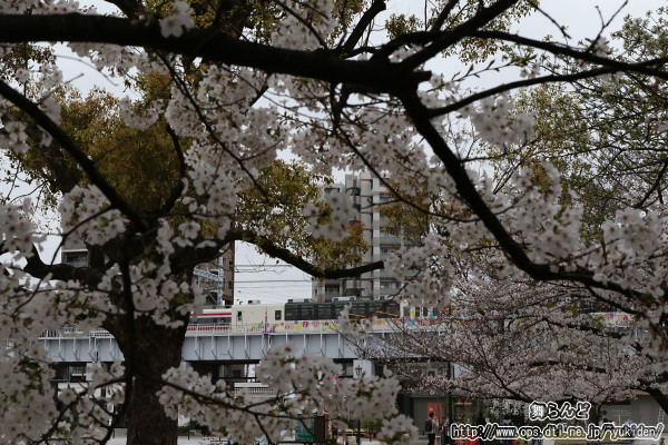 桜の木の下でサクラトレインを撮影