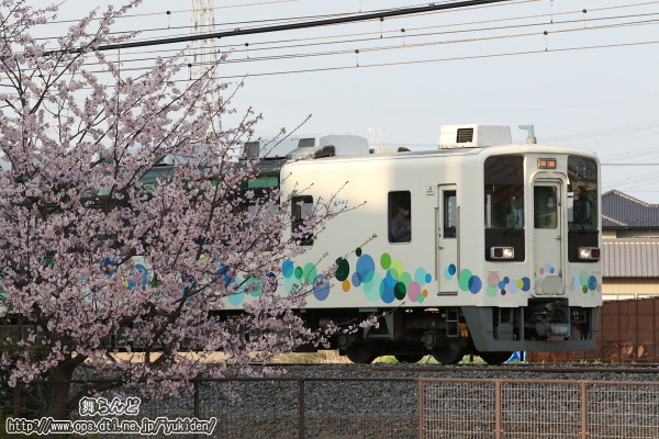 線路脇の早咲きの桜とスカイツリートレイン（その1）