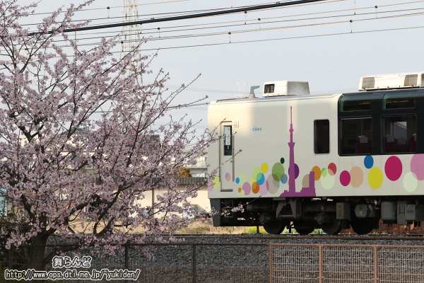 線路脇の早咲きの桜とスカイツリートレイン（その2）