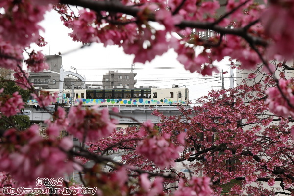 雅桜とスカイツリートレイン（その2）