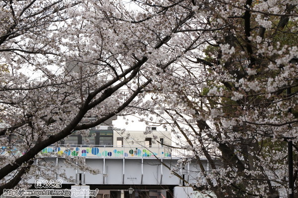 桜の間から姿を見せるスカイツリートレイン（その1）