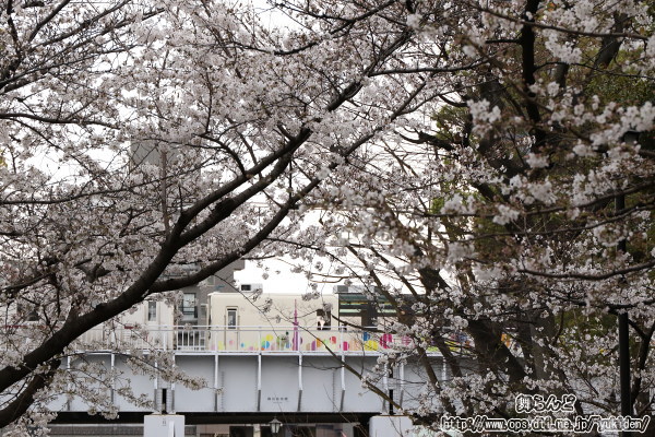 桜の間から姿を見せるスカイツリートレイン（その2）