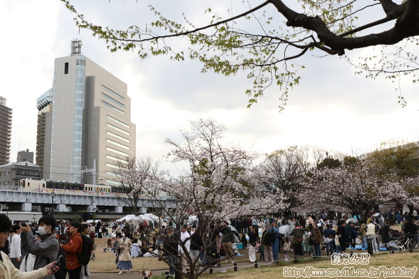夕方になっても賑わう墨田区立隅田公園の脇を通過するスカイツリートレイン（その1）