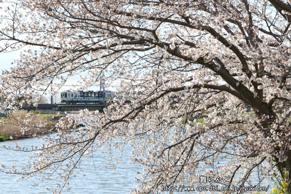 開花が進んだ桜とスカイツリートレイン（その1）