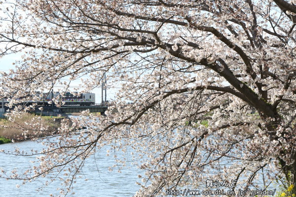 開花が進んだ桜とスカイツリートレイン（その1）